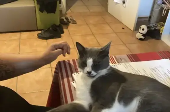 Chat perdu, Tarare, photo: Chat gris perdu, Tarare, câlin et pucé
