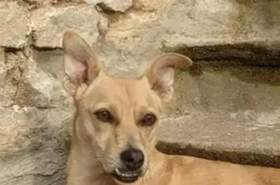 Animaux perdus , photo: Chienne beige perdue à Avrée