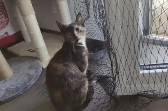 Chat perdu, Rennes, photo: Chatte écailles disparue à Rennes