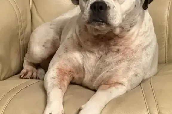 Missing dog Port St. Lucie, photo: Lost Black & White Dog in Port St. Lucie