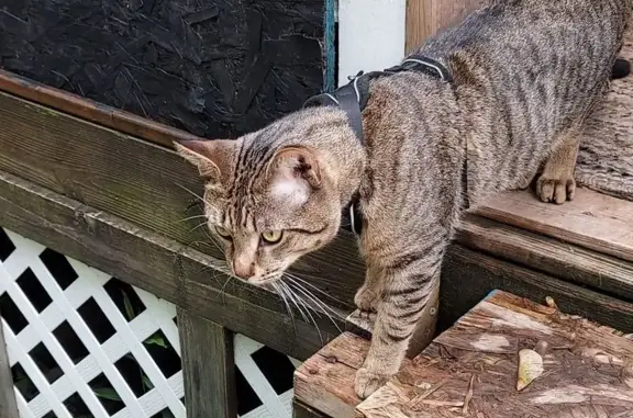 Lost pets Rochester, photo: Lost Grey Tiger Cat: Teal Collar, Rochester