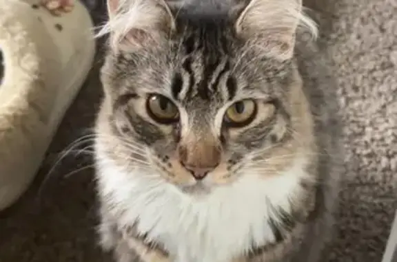 Lost 1-Year-Old Tabby/Maine Coon Mix