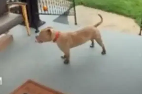 Lost Tan Pitbull: Roxbury Rd, Dayton