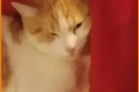 Lost and found pets Orlando, photo: Lost Cat Chedder: Loud Meows, Orange & White