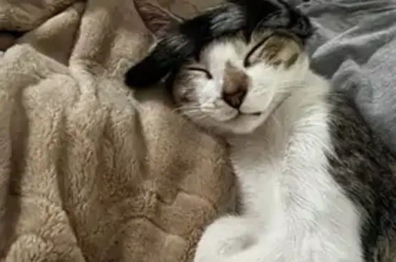 Lost: Friendly Tabby Cat on Huntwick Dr