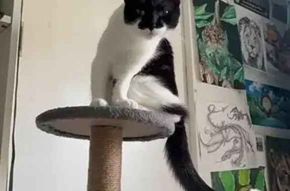 Missing cat , photo: Lost 1-Year-Old Cat in Northern Beaches