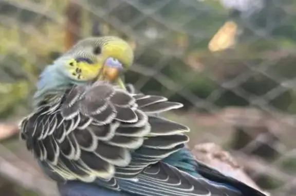 Animaux perdus Rambouillet, photo: Perruche bleue/jaune perdue à Rambouillet