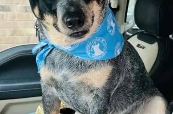 Lost and found pets Clarksville, photo: Lost Blue Heeler: Dotsonville Rd, Help!