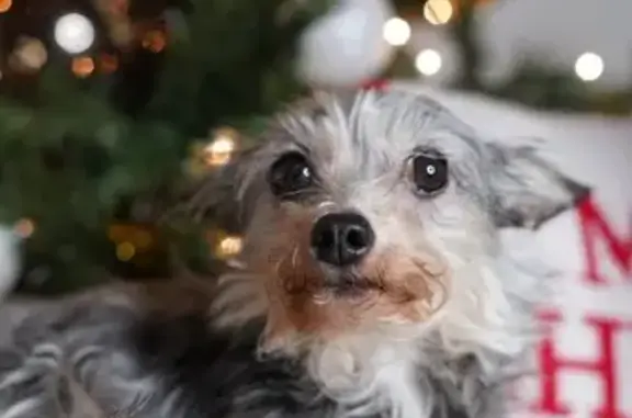 Lost Shaggy Dog in Wilson: Help Find!