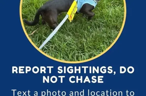 Lost Dog Alert: Report Sightings ASAP!