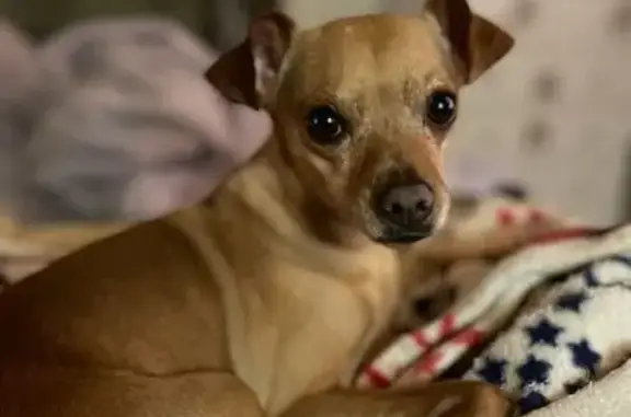 Lost Dog: Tan-Cream Mix, Upland Area