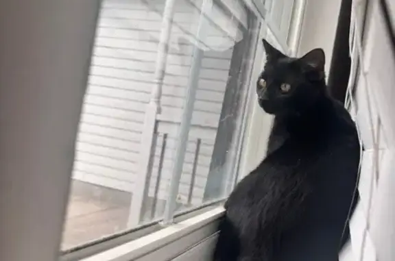 Lost Cat: Shy, Playful - Smyrna Area