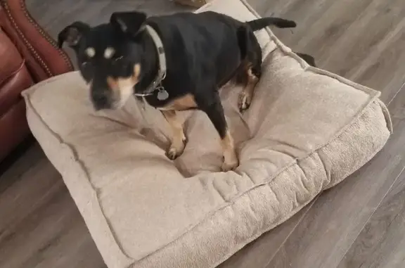 Lost Dog: Black with Tan & White Patches