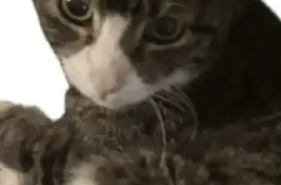 Lost Senior Cat: Grey Taby in Spring