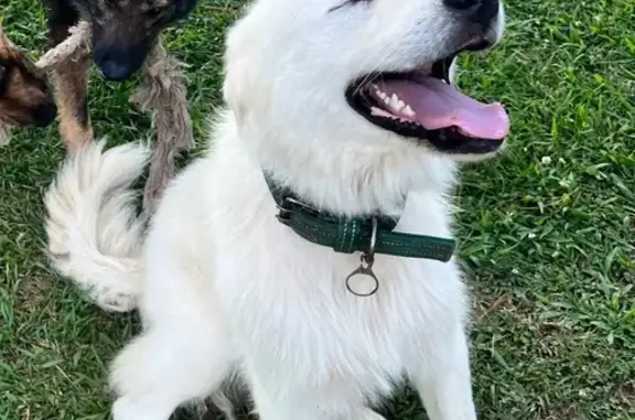 Lost Dog: White, Clean & Healthy in Hayden