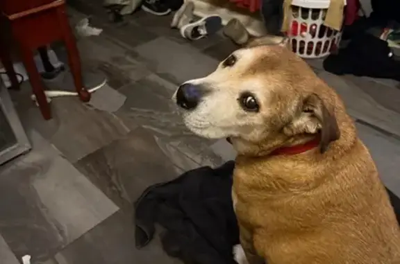 Missing dog Lafayette, photo: Lost Dog: Friendly Senior on Canberra Rd