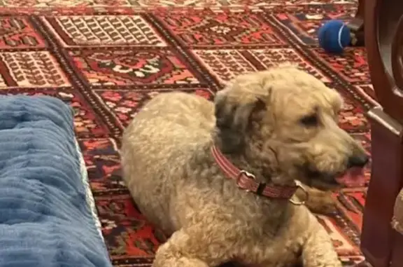 Lost Shy Poodle Mix in Salisbury Area