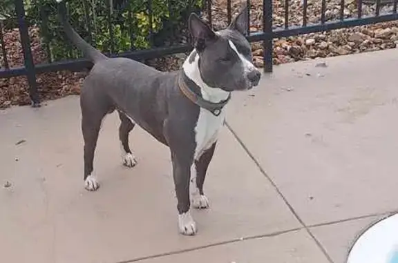 Missing dog Vancleave, photo: Lost Friendly Pit Bull in Vancleave Woods