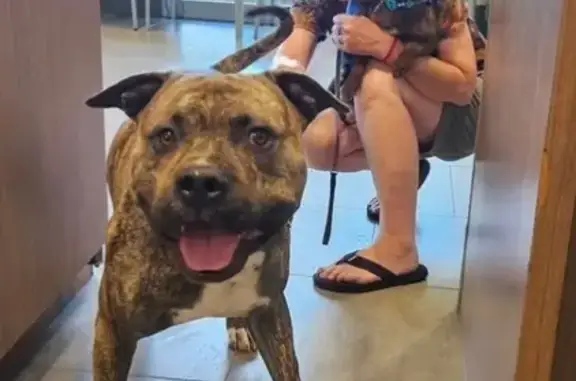 Found dog Fort Collins, photo: Found: Brindle & Brown Dogs in Fort Collins