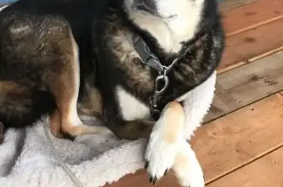 Lost Dog: Black, White & Tan in Tacoma