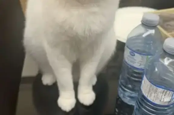 Lost Cat: Small White, Green Eyes