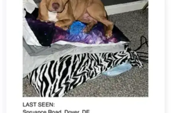 Missing dog Dover, photo: Lost Gold Red Nose Pit on Ridgley Blvd