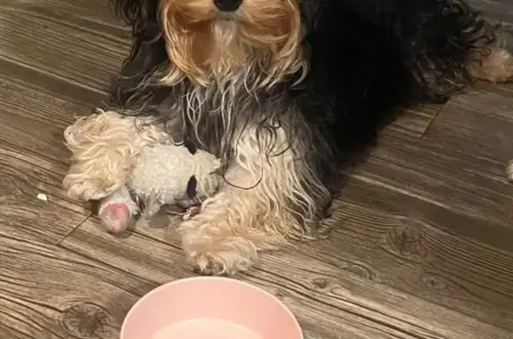Missing dog Arizona City, photo: Help Find Peter: Lost Silky Terrier!