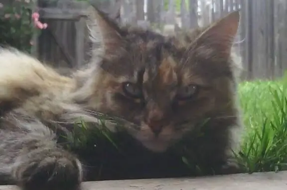 Lost Maine Coon: Help Find Fozzy!