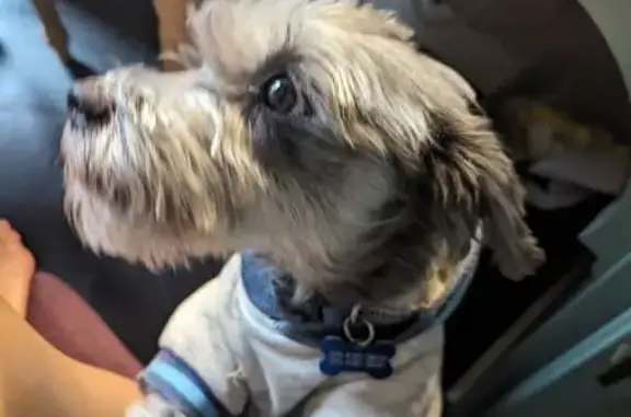 Lost Silver Mini-Schnauzer: Stormy