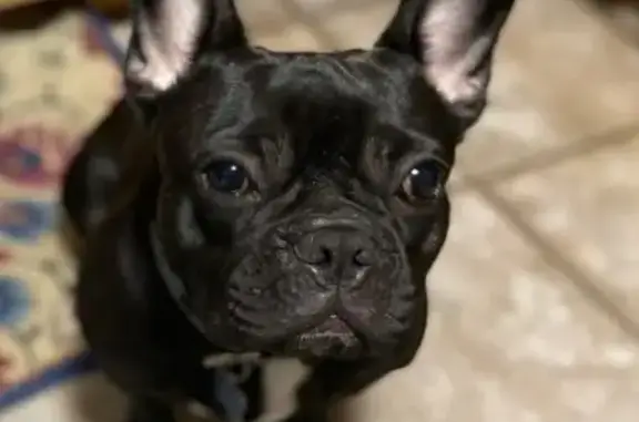 Lost Black French Bulldog in Conyers