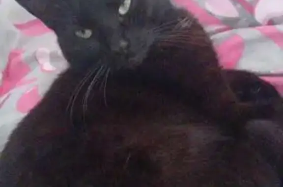 Chat perdu, Jeumont, photo: Chatte noire Peach perdue à Jeumont
