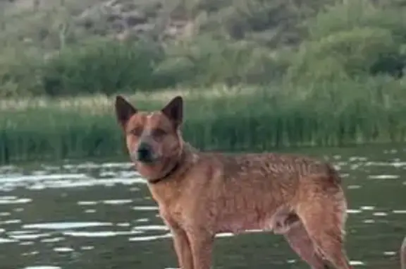 Lost Red Heeler on N 54th St, Mesa