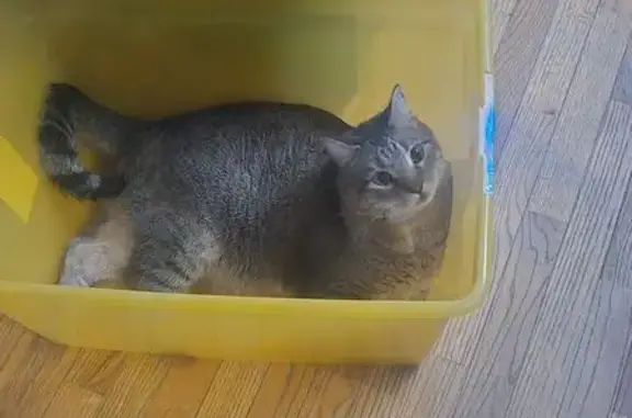 Lost Affectionate Brown Tabby in Ballwin