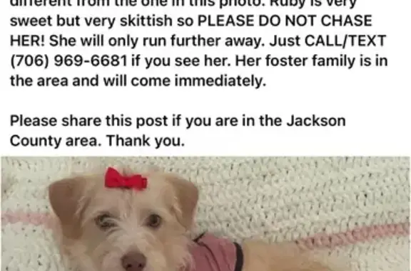 Help Find Ruby: Lost Dog in Braselton!