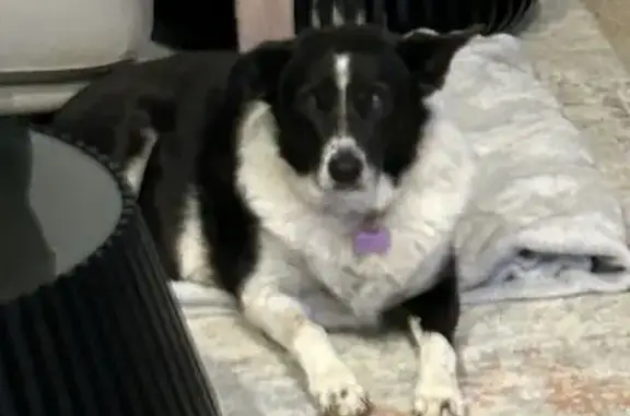Friendly Lost Dog 'Shell' in Jindabyne