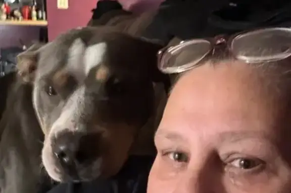 Lost Sweet Pit Bull: Granite City Area