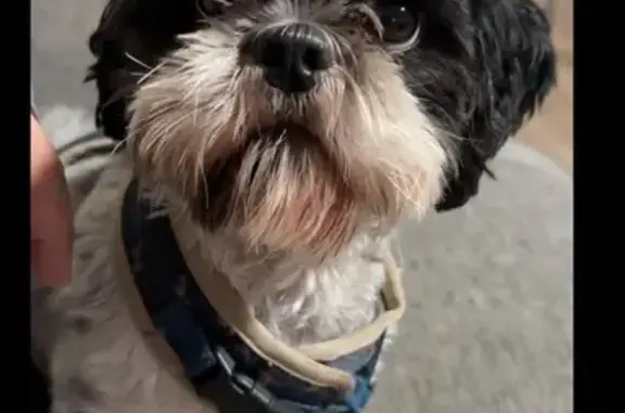 Lost Shih Tzu: Black & White, Mission Area