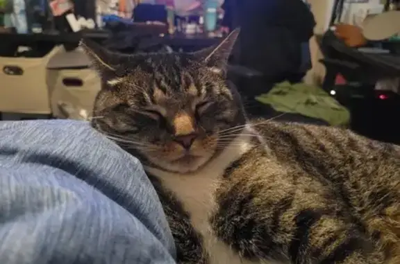 Lost and found pets Riverside, photo: Lost Tabby Cat: Banbury Drive, 3572