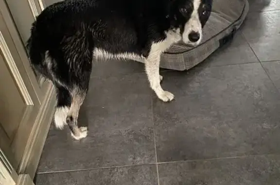 Chien trouvé Niederhaslach, photo: Border collie trouvé Rue Principale, Niederhaslach