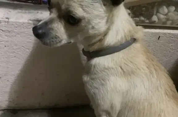 Animaux trouvés Saint-Georges-sur-Baulche, photo: Chihuahua mâle trouvé avec collier anti-puce