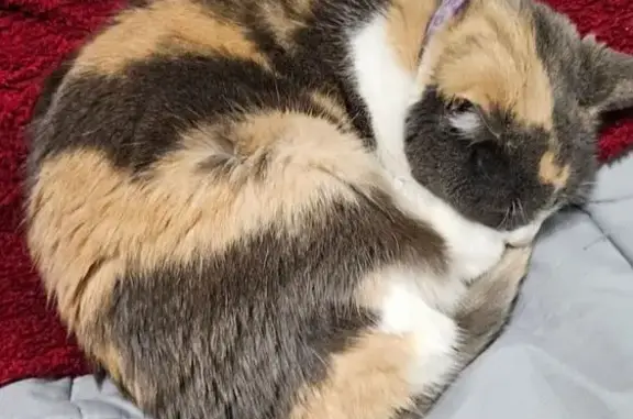 Lost Cat: Orange, Gray & White in Reynella