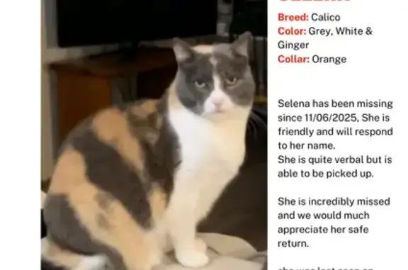 Friendly Calico Cat Lost on Cambridge St