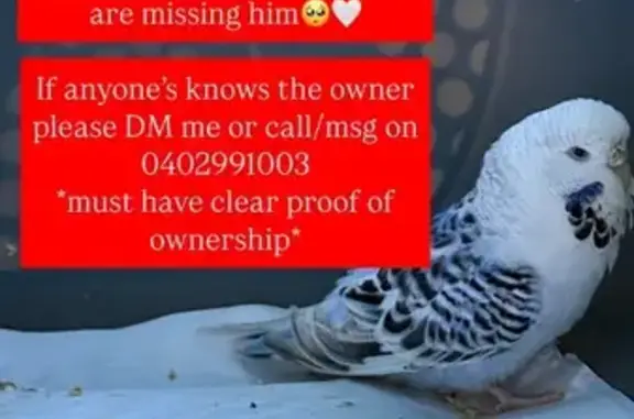 Lost Budgie Found: Blue & White in Granville