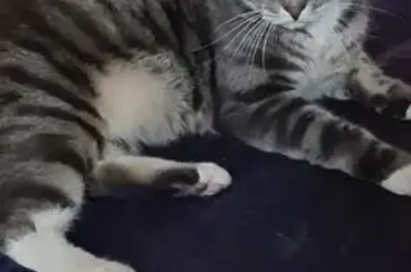 Lost Shy Tabby Cat in Gosnells Area