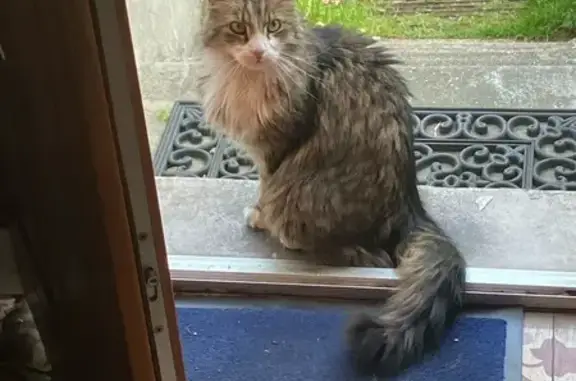 Chat croisé Maincoon trouvé à Aulnay-sous-Bois - photo