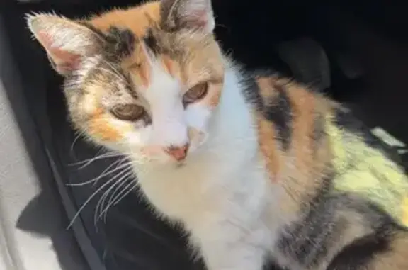 Chatte tricolore perdue, 16 ans, craintive - photo