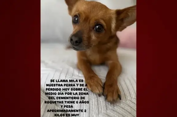 Perra Perdida: Mila, Negra y Canela, Collar Rosa