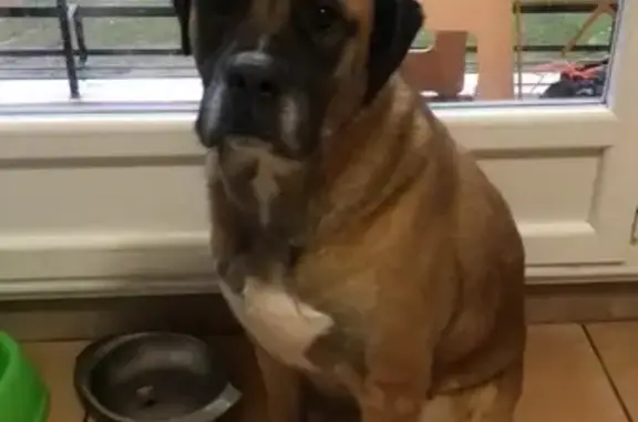 Perro Marrón Perdido en Onzonilla