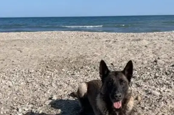 Chienne malinois perdue à Montpellier - photo