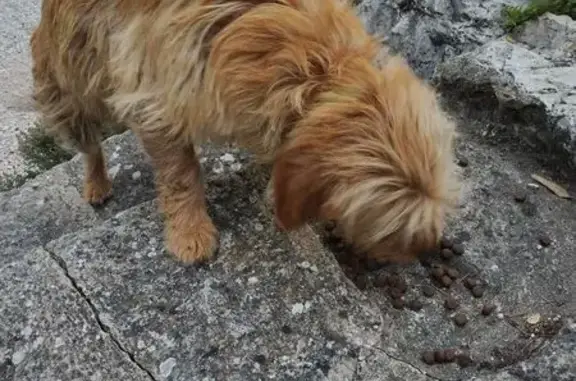 Chien errant sociable trouvé à Caromb - photo